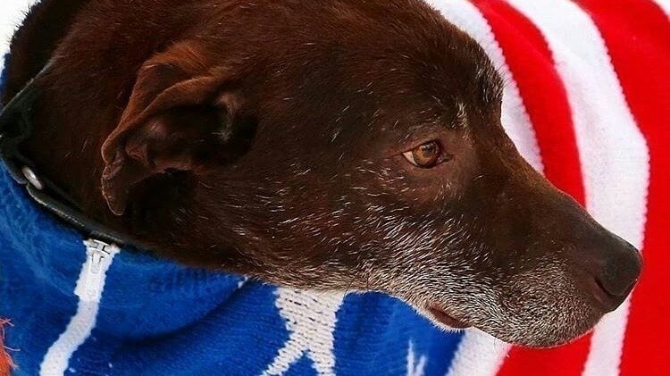 Памяти пёсика Вити