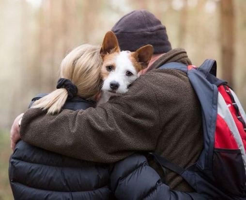 Немного о собаке