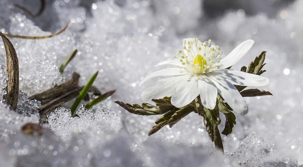 Зарисовка Апрельский вальс