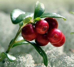 Весны аксессуар