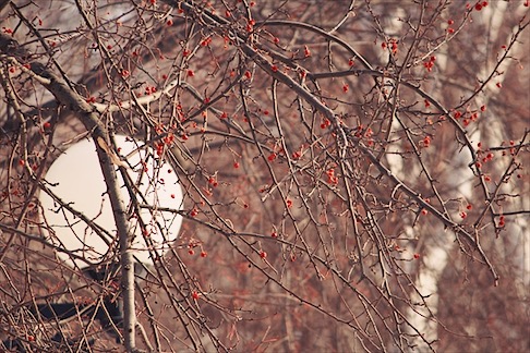 Одинокость