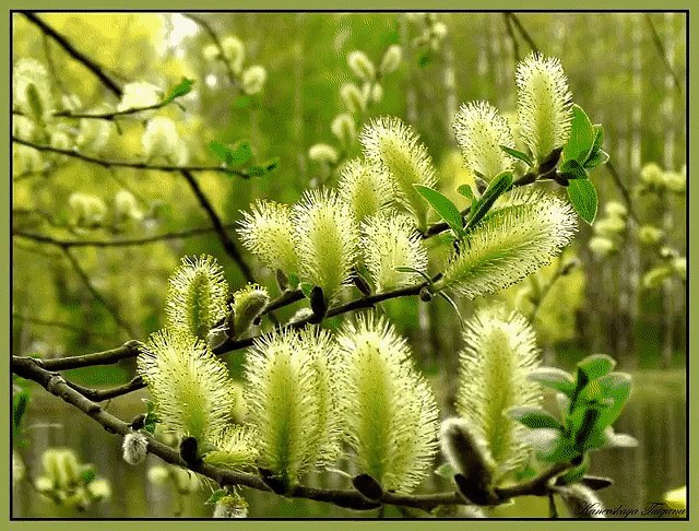 Вербохлёст