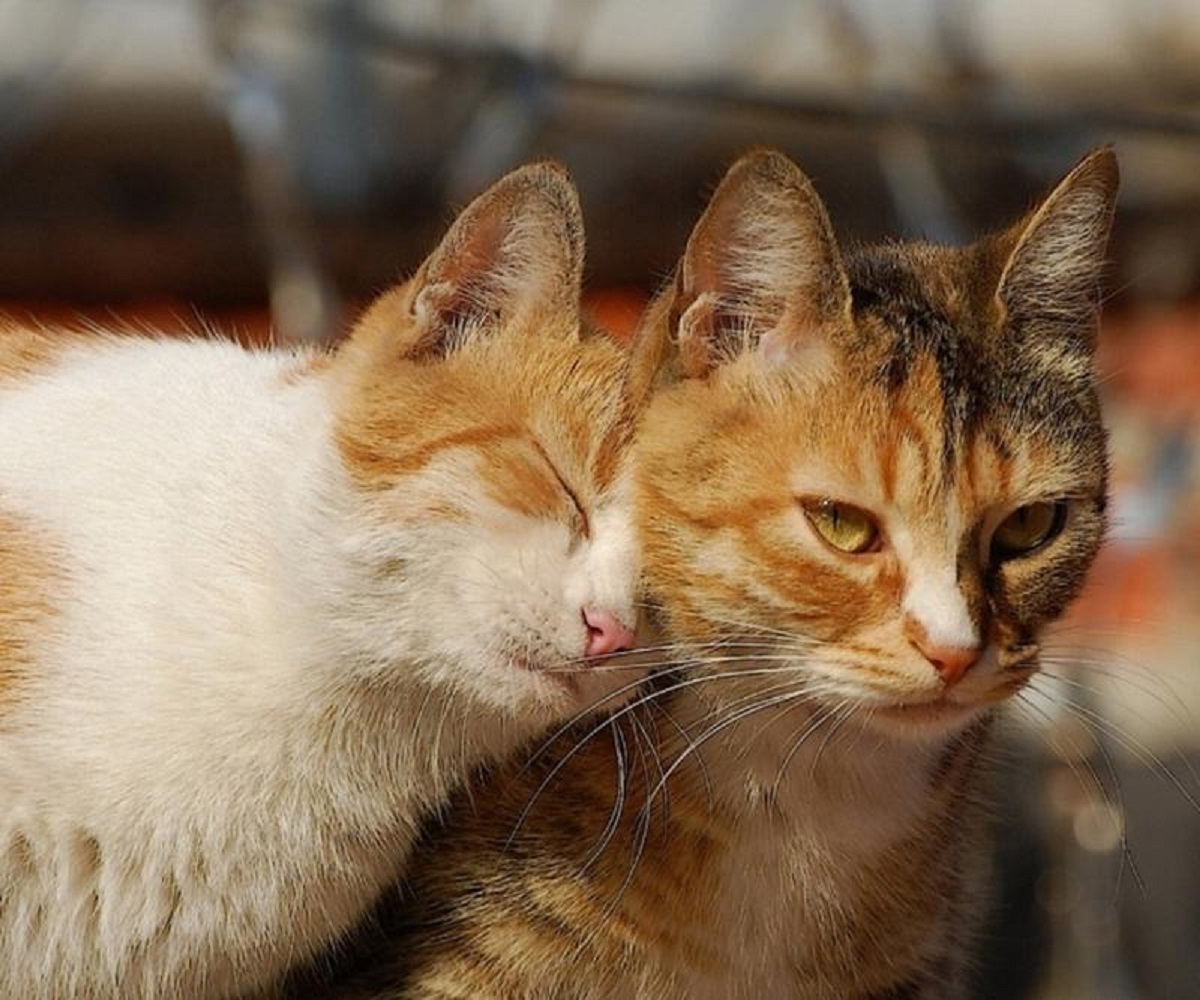 Котики любовь