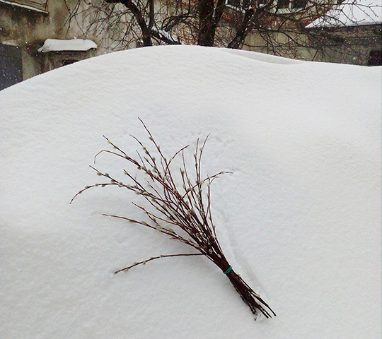 Верба на снегу