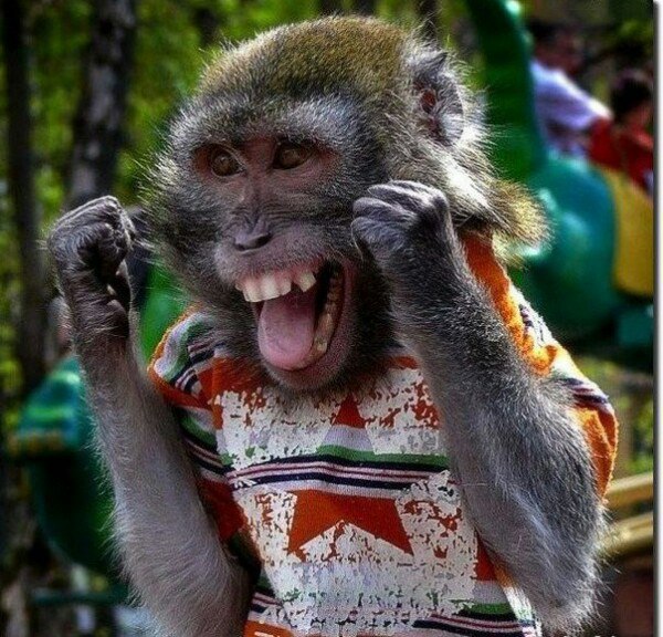 Мисс Джен вы дура