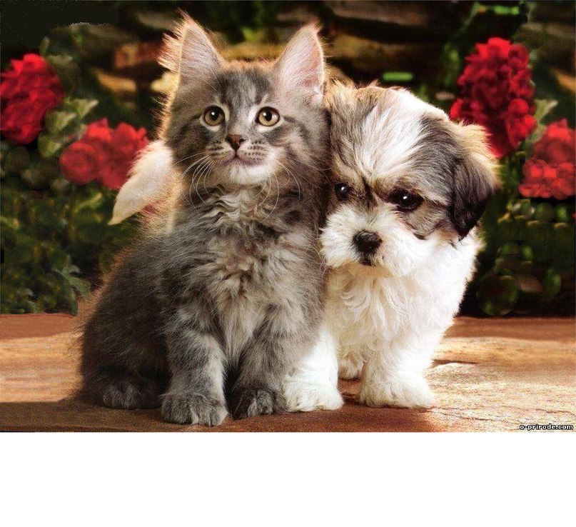 Мечты с котиком и собачкой