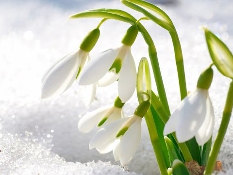 Снова в жизни весна - 2