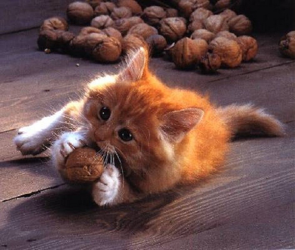 Можно котам орехи. Кот и орехи. Орешки кот. Котик и орехи. Волшебные котики.