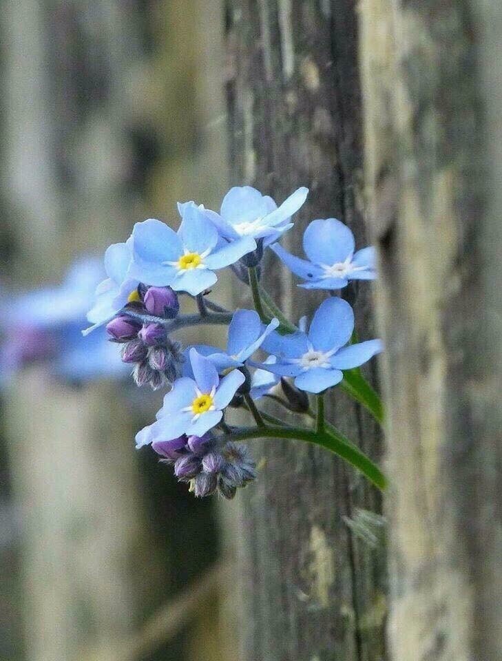 Надёжней -нет, чем я сама!