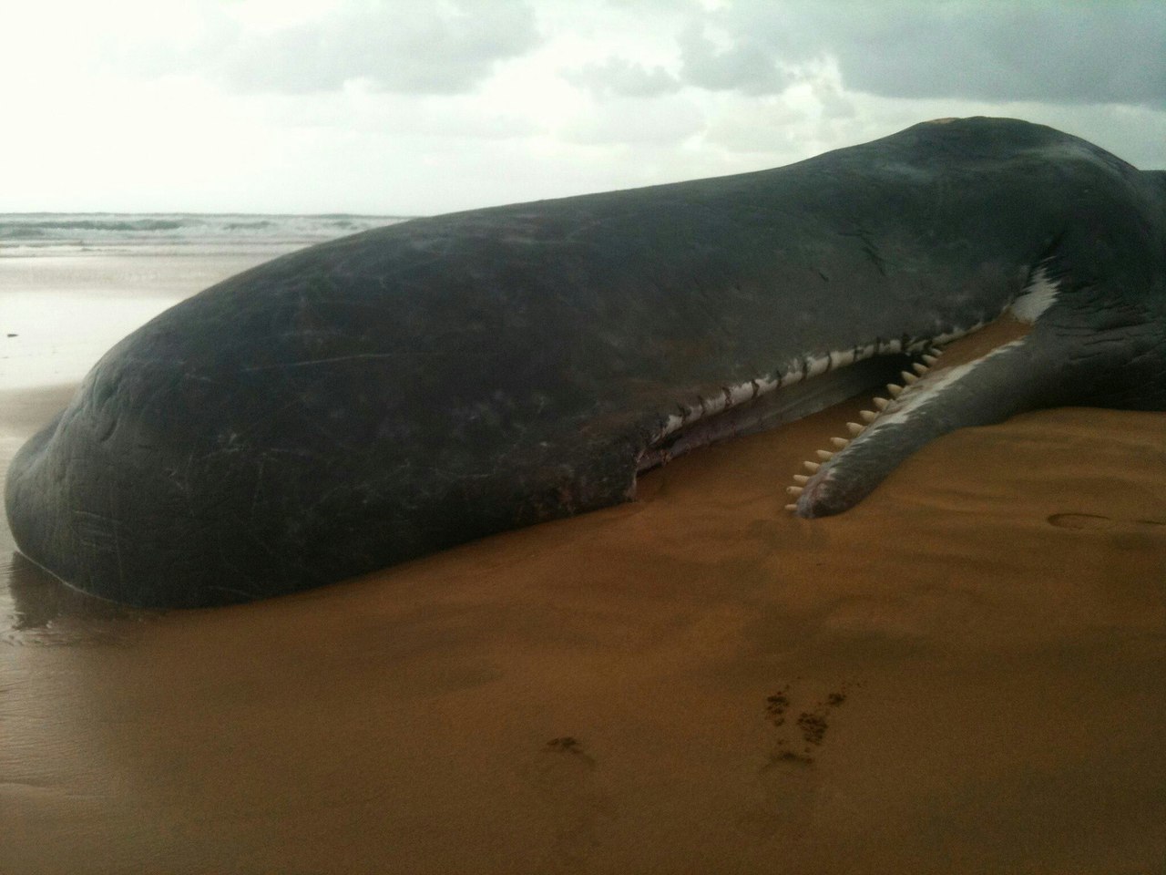 сколько в длину член кита фото 59
