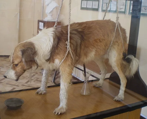 Жестокий эксперимент