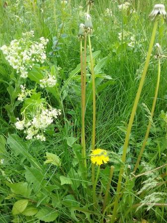 Из Веселинки Стойкович. Миниатюры 2