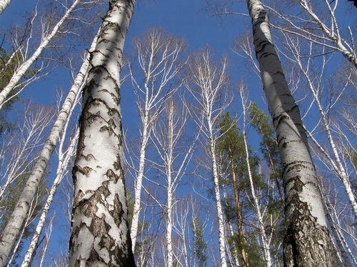По весне и кровь горячей