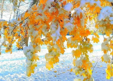 Снегопад в ноябре