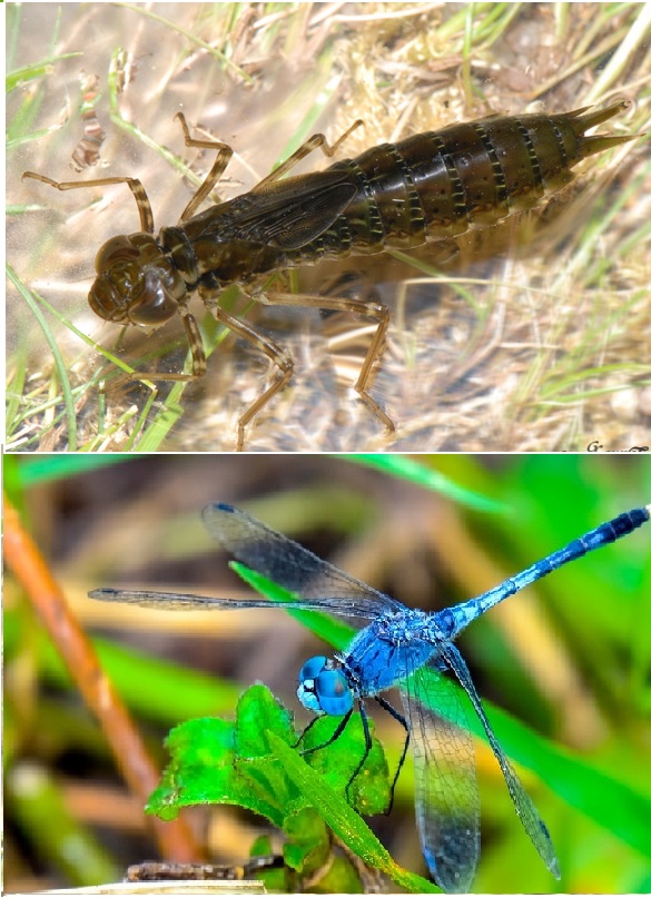 Одна и та же стрекоза