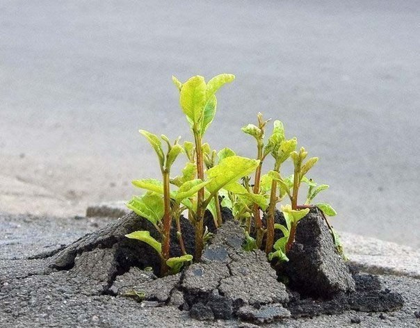 Сумерки и Мечты