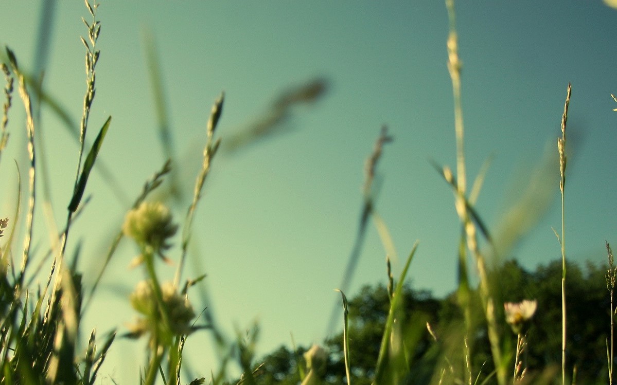 главные предложения трава была сочная на пустыре. осенняя трава. главные предложения трава была сочная на пустыре. схема предложения трава была сочная,потому что в мае шли дожди. иван чай поля красновишерске.