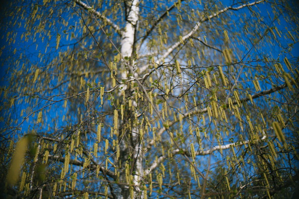 Чудо-серёжки