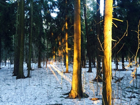 В жидком золоте апреля