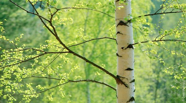 Ты мне сказала...