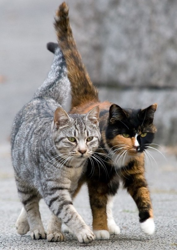 Бандитский дуэт. Экспромты на фото