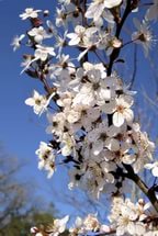 Шёпот весны