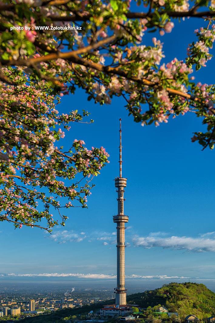 Яблоня в цвету!