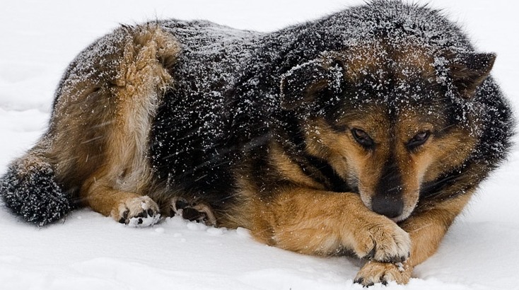 Одинокий пёс