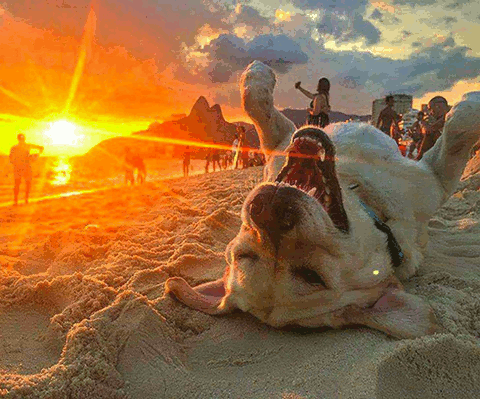 Пёс на пляже