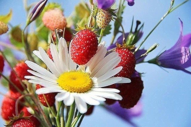 ЛЕТО, ЛЕТО...