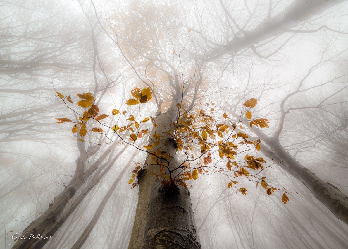 Деревья с сердечками маленькими с травой внизу. Аватарки со смыслом. Метель осенью. Хрупкое дерево. Хрупкое дерево.