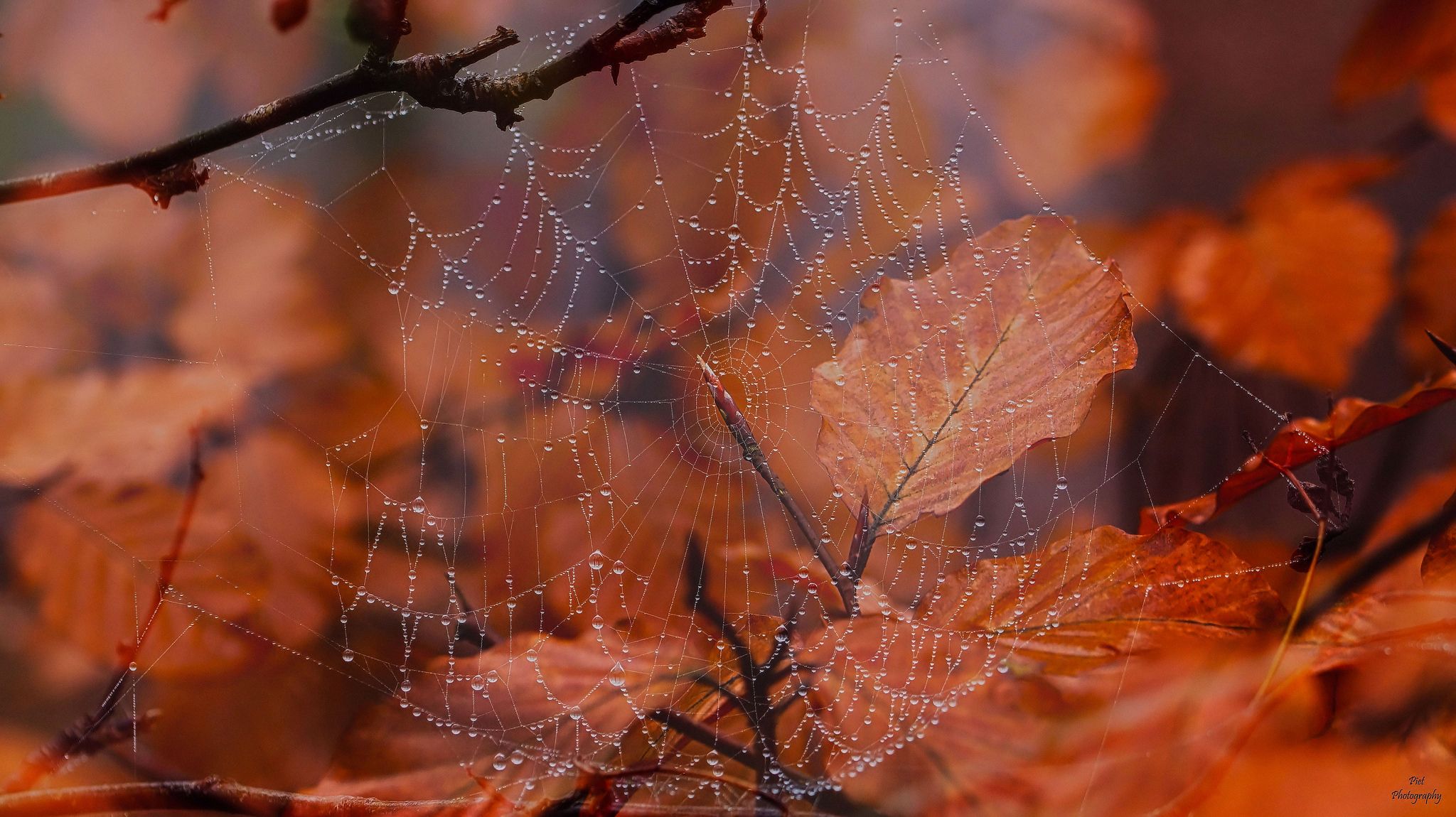 Ноктюрн беЗсмертия