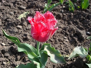 Апрельское дачное