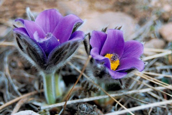 Говорила мама дочке