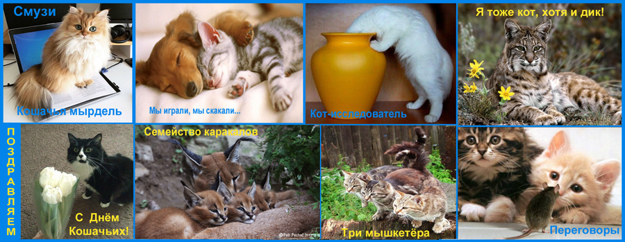 День кошек. Ирина Расулова
