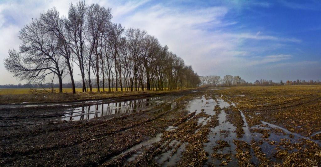 Поле весной картинки