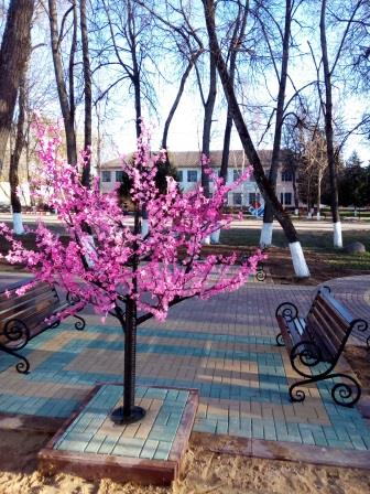 Сакура цветёт