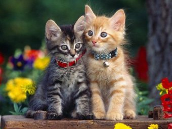 Задачка для 1 класса