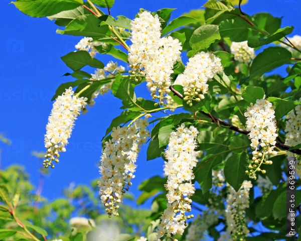 Молчит душа...