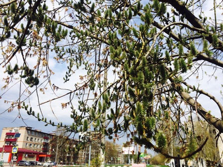 Ночь в апреле пахнет первоцветами