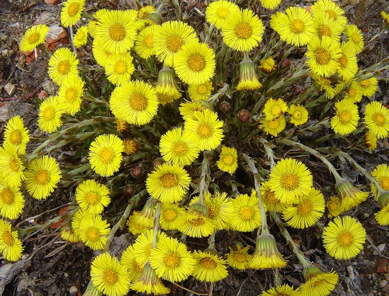 Мать-и-мачеха