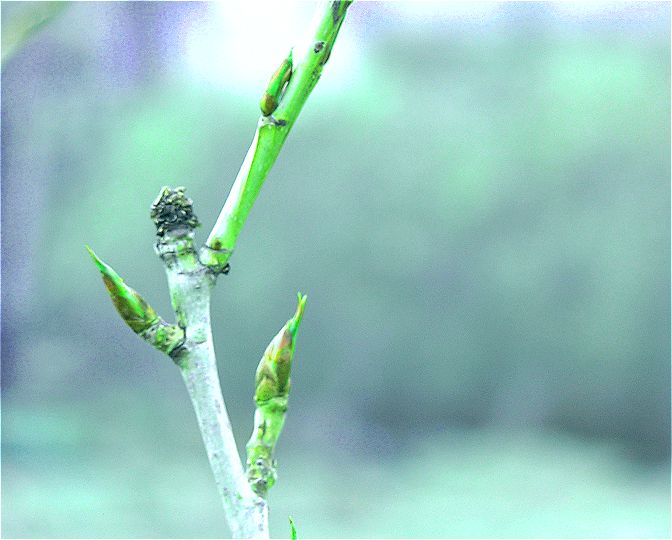 От последнего снега