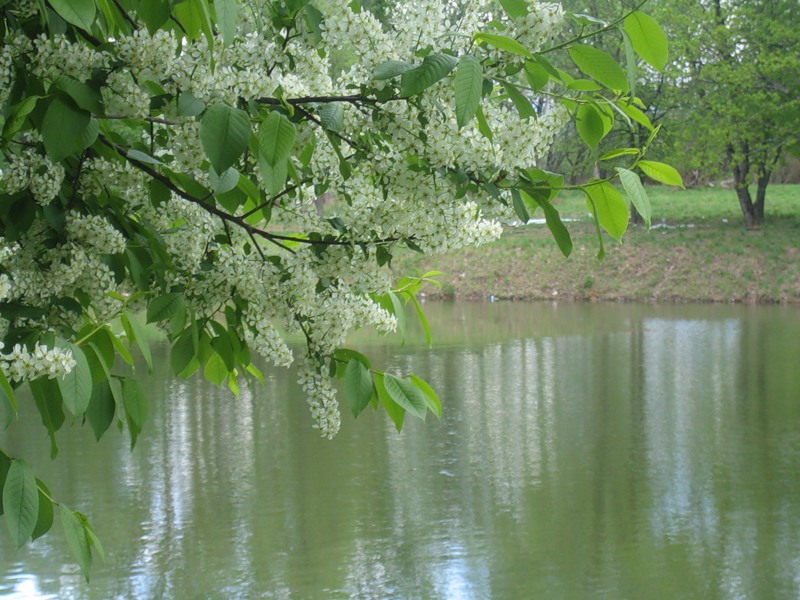 Эсхар укутался весною