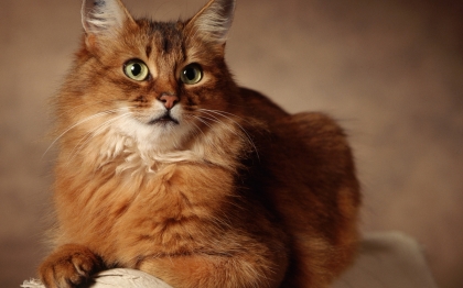 Каким он стал котом!!!