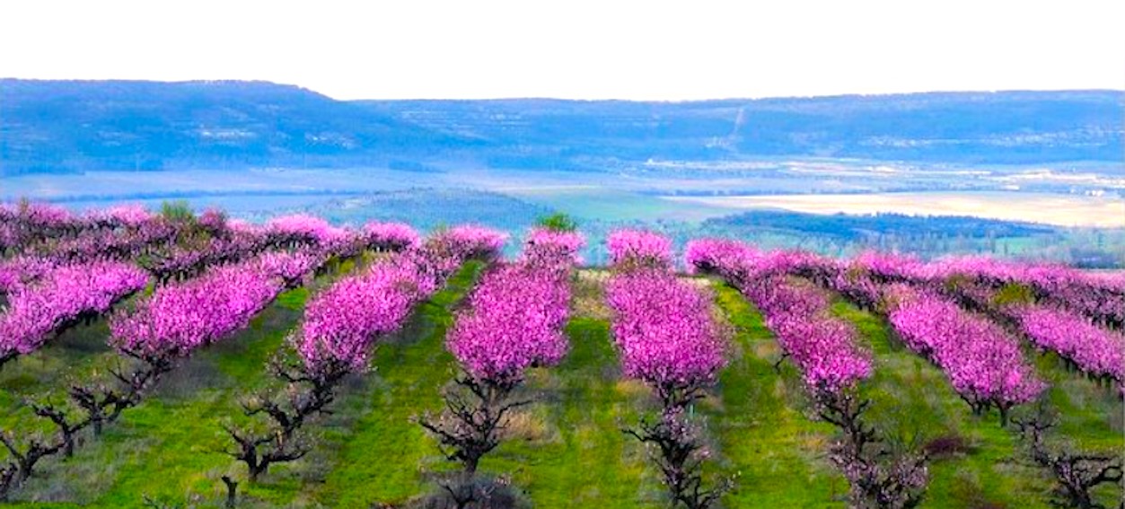 Фото Цветущего Миндаля В Крыму