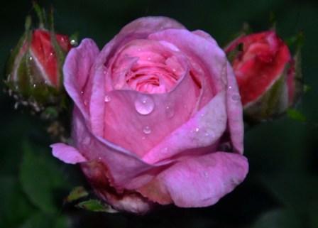 Обнимайте, Мамы, Сыновей!