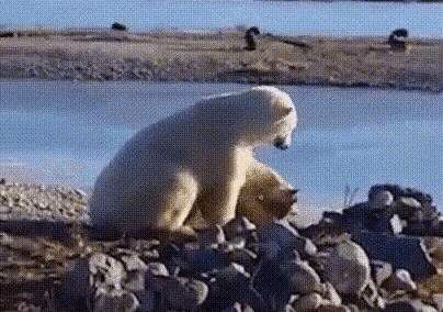 Потапыч-экстрасенс