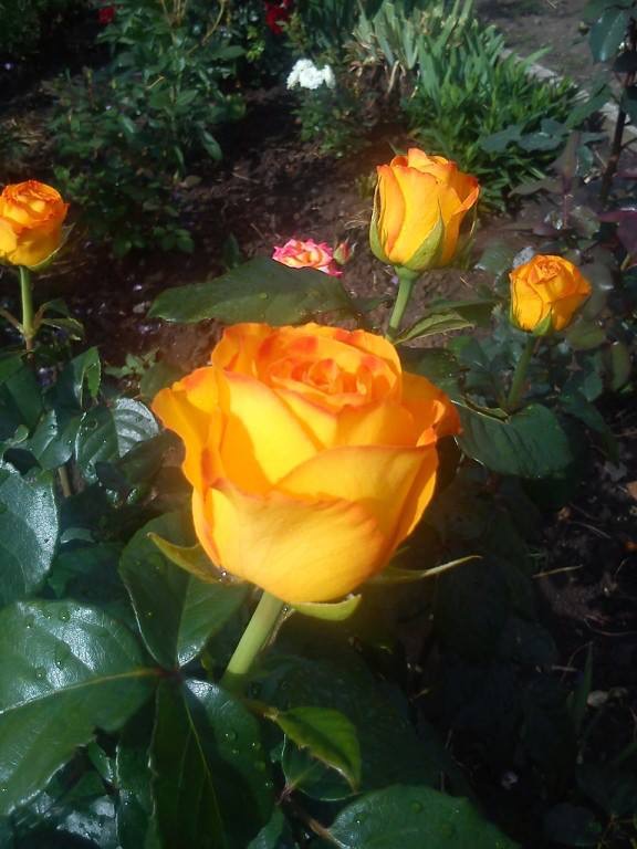 Влюбляются не в красоту фигуры