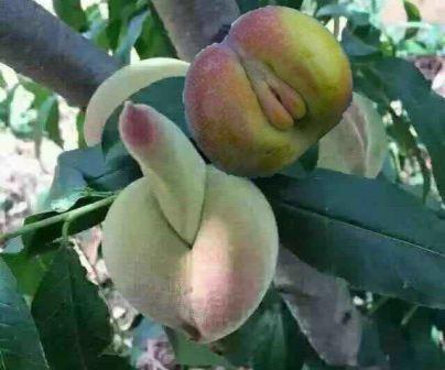 Природа шутит. Адам и Ева