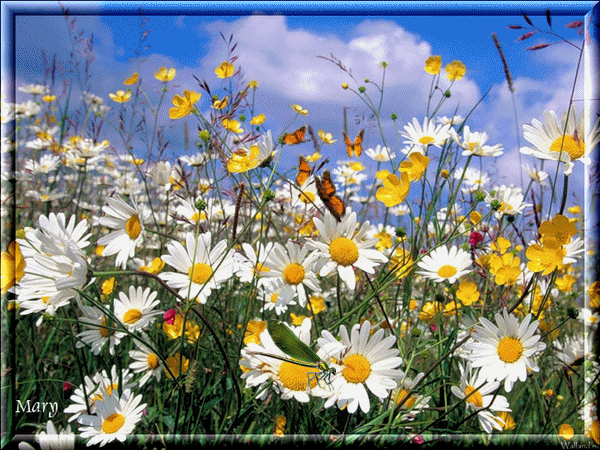 А у Майи день рождения